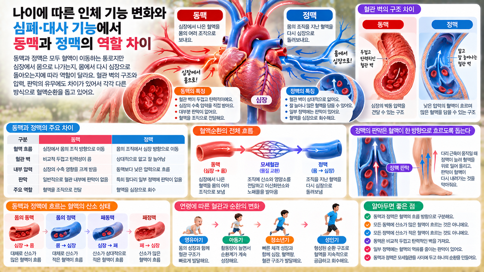 나이에 따른 인체 기능 변화와 함께 동맥은 심장에서 몸으로 혈액을 보내고 정맥은 몸에서 심장으로 혈액을 돌려보내며 혈관 벽과 판막 구조가 서로 다른 모습을 보여주는 가로형 교육 이미지