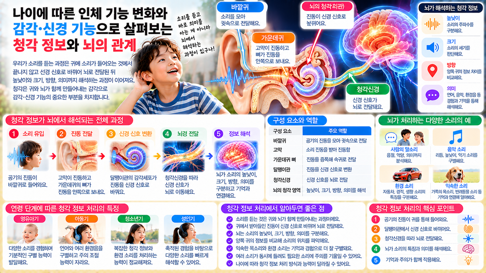 나이에 따른 인체 기능 변화와 함께 귀에 들어온 소리의 진동이 달팽이관에서 신경 신호로 바뀌고 청각신경을 따라 뇌로 전달되어 높낮이와 크기 방향 의미로 해석되는 과정을 보여주는 가로형 교육 이미지