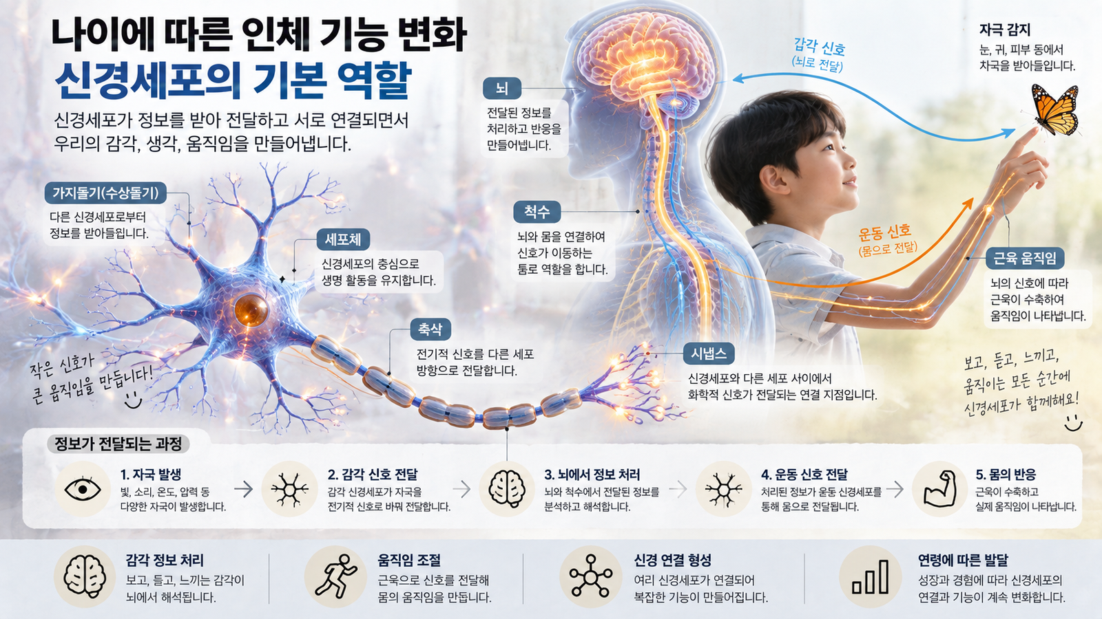 나이에 따른 인체 기능 변화와 함께 신경세포가 자극을 받아 뇌와 몸 사이에서 정보를 전달하는 기본 구조를 보여주는 가로형 교육 이미지