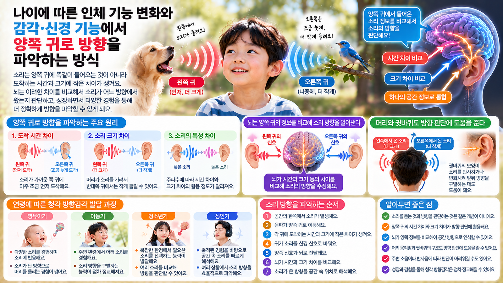 나이에 따른 인체 기능 변화와 함께 하나의 소리가 양쪽 귀에 서로 다른 시간과 크기로 도착하고 뇌가 그 차이를 비교해 소리 방향을 파악하는 과정을 보여주는 가로형 교육 이미지