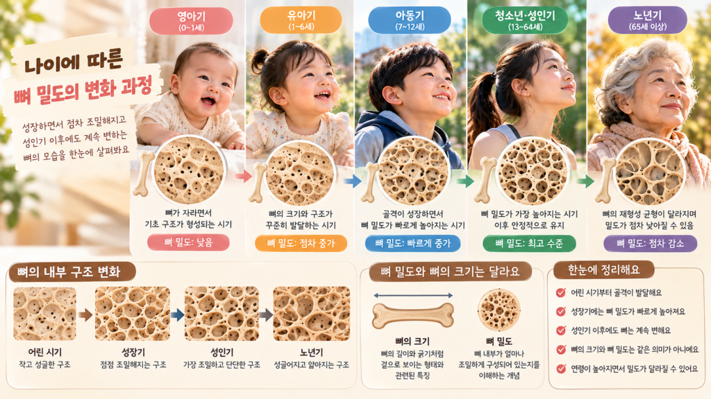 나이에 따른 인체 기능 변화에서 어린 시기부터 성인기 이후까지 뼈 밀도와 내부 구조가 변화하는 과정
