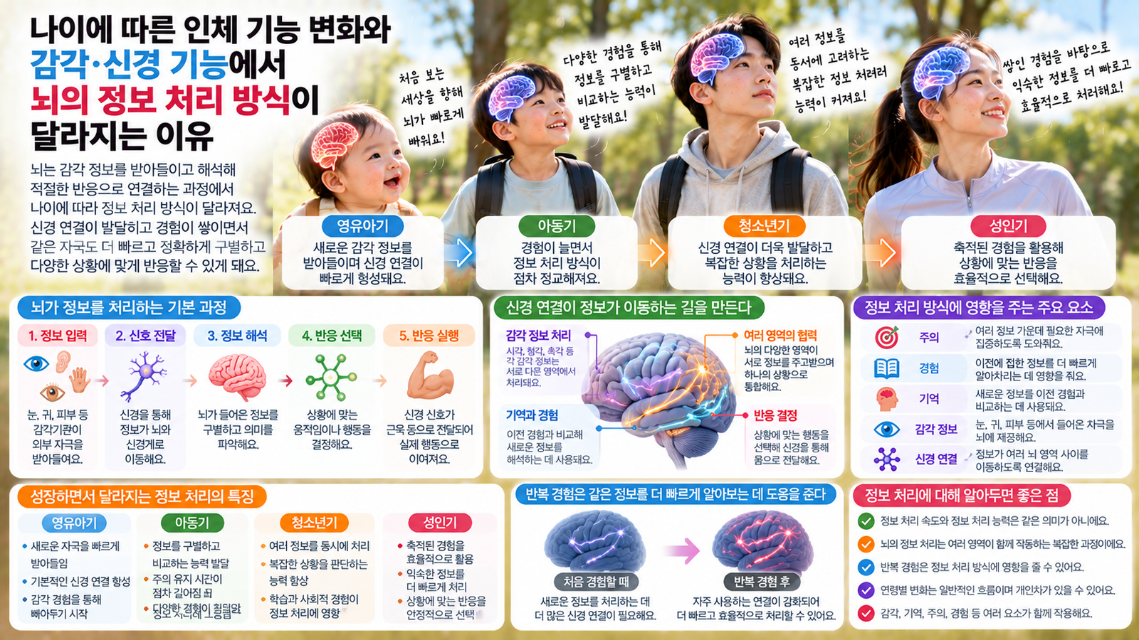 나이에 따른 인체 기능 변화와 함께 감각 정보가 뇌로 들어와 신경 연결을 따라 처리되고 성장과 경험에 따라 정보 처리 방식이 달라지는 흐름을 보여주는 가로형 교육 이미지