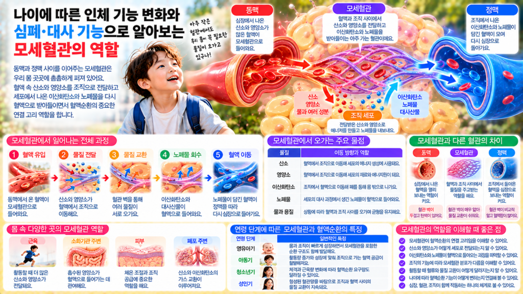 나이에 따른 인체 기능 변화와 함께 동맥에서 이어진 모세혈관을 통해 산소와 영양소가 조직으로 전달되고 이산화탄소와 대사산물이 다시 혈액으로 들어오는 과정을 보여주는 가로형 교육 이미지
