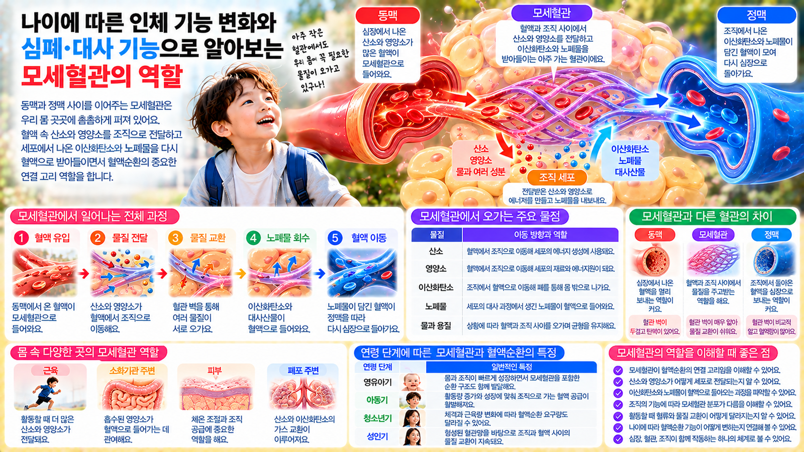 나이에 따른 인체 기능 변화와 함께 동맥에서 이어진 모세혈관을 통해 산소와 영양소가 조직으로 전달되고 이산화탄소와 대사산물이 다시 혈액으로 들어오는 과정을 보여주는 가로형 교육 이미지