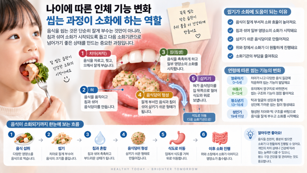 나이에 따른 인체 기능 변화와 함께 치아가 음식물을 잘게 부수고 혀와 침이 섞이면서 삼키기 좋은 음식덩이로 만들어지는 과정을 보여주는 가로형 교육 이미지