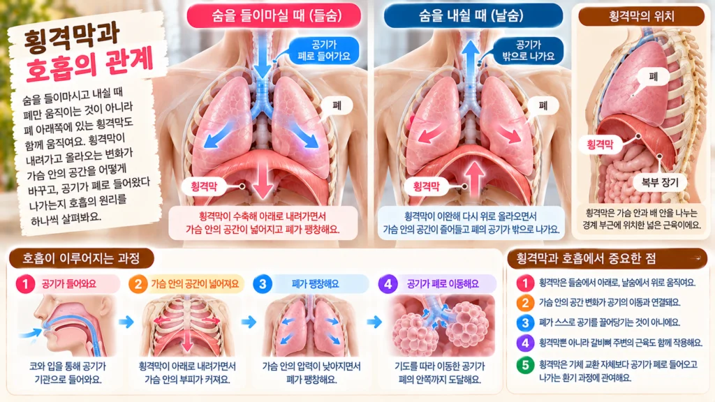 폐 아래의 횡격막이 내려가고 올라가면서 가슴속 공간이 달라지고 들숨과 날숨이 만들어지는 과정을 보여주는 가로형 교육 이미지