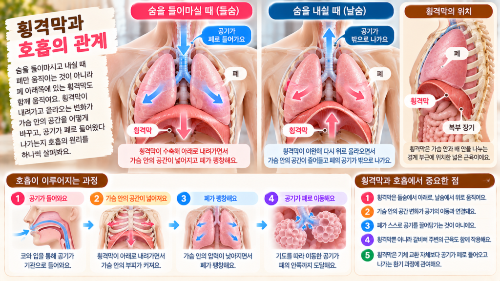 들숨과 날숨에 따라 횡격막이 아래와 위로 움직이며 가슴안의 공간과 폐의 크기가 달라지는 과정을 보여주는 이미지