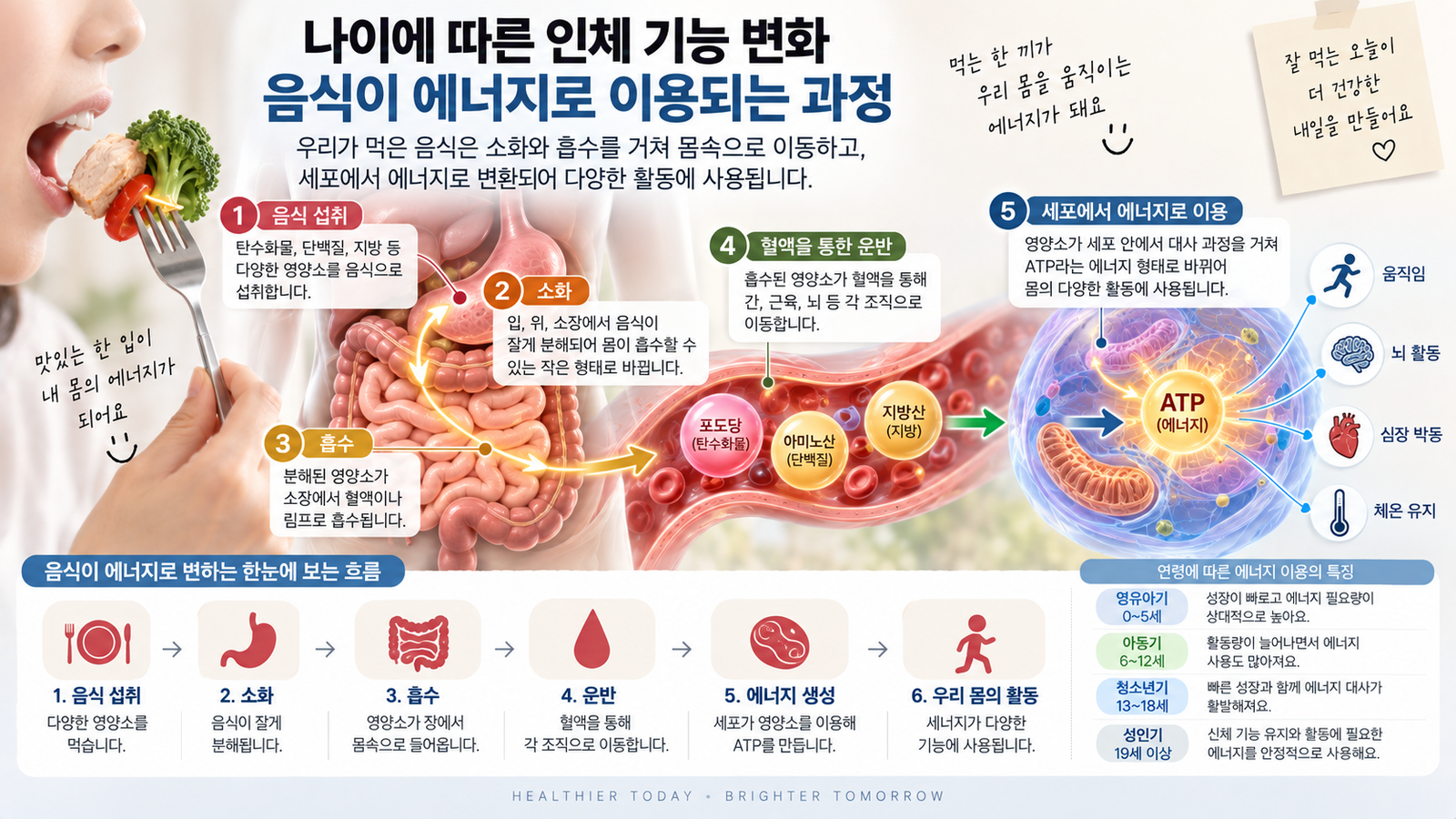 나이에 따른 인체 기능 변화와 함께 음식 속 영양소가 소화와 흡수를 거쳐 혈액으로 이동하고 세포에서 에너지로 이용되는 과정을 보여주는 가로형 교육 이미지