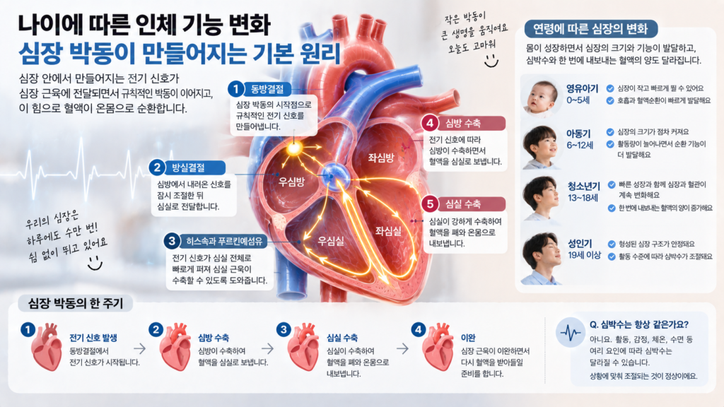 나이에 따른 인체 기능 변화와 함께 동방결절에서 시작된 전기 신호가 심방과 심실로 전달되며 심장 박동이 만들어지는 과정을 보여주는 가로형 교육 이미지
