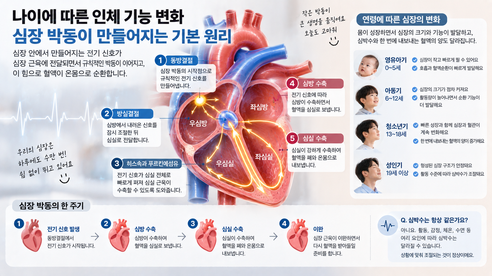 나이에 따른 인체 기능 변화와 함께 동방결절에서 시작된 전기 신호가 심방과 심실로 전달되며 심장 박동이 만들어지는 과정을 보여주는 가로형 교육 이미지