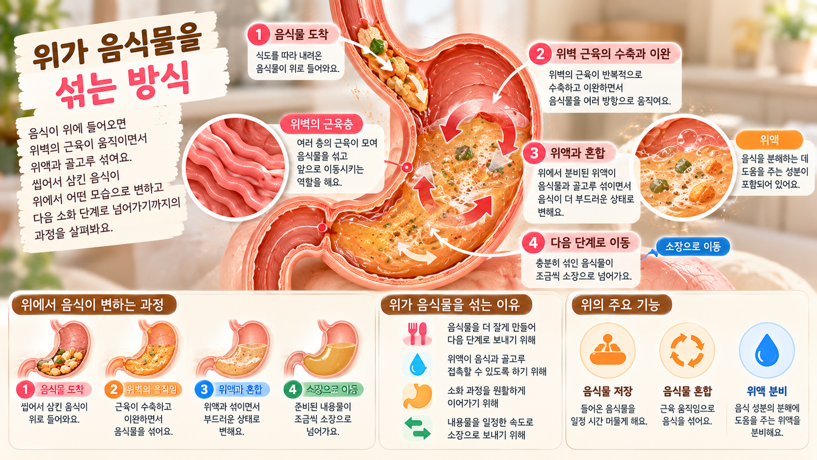 위벽의 근육이 수축하고 이완하면서 음식물을 움직여 위액과 골고루 섞는 과정을 보여주는 이미지