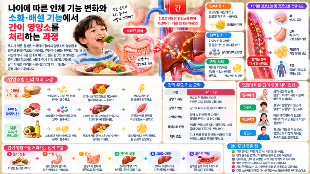 나이에 따른 인체 기능 변화와 함께 소장에서 흡수된 탄수화물 단백질 지방이 혈액을 통해 간으로 이동하고 저장되거나 다른 형태로 처리된 뒤 몸의 여러 조직으로 전달되는 과정을 보여주는 가로형 교육 이미지