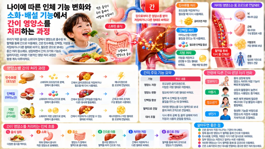 소장에서 흡수된 탄수화물 단백질 지방이 혈액을 통해 간으로 이동하고 저장되거나 다른 형태로 처리되는 과정을 보여주는 가로형 교육 이미지