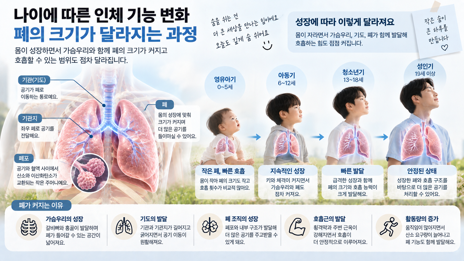 나이에 따른 인체 기능 변화와 함께 영유아기부터 성인기까지 몸과 가슴우리가 성장하며 폐의 크기가 달라지는 과정을 보여주는 가로형 교육 이미지