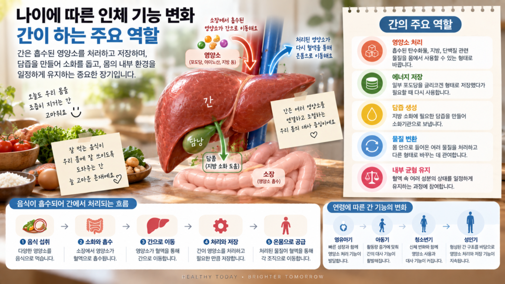나이에 따른 인체 기능 변화와 함께 간이 흡수된 영양소를 처리하고 저장하며 담즙을 만들고 혈액 속 여러 물질의 균형을 조절하는 역할을 보여주는 가로형 교육 이미지