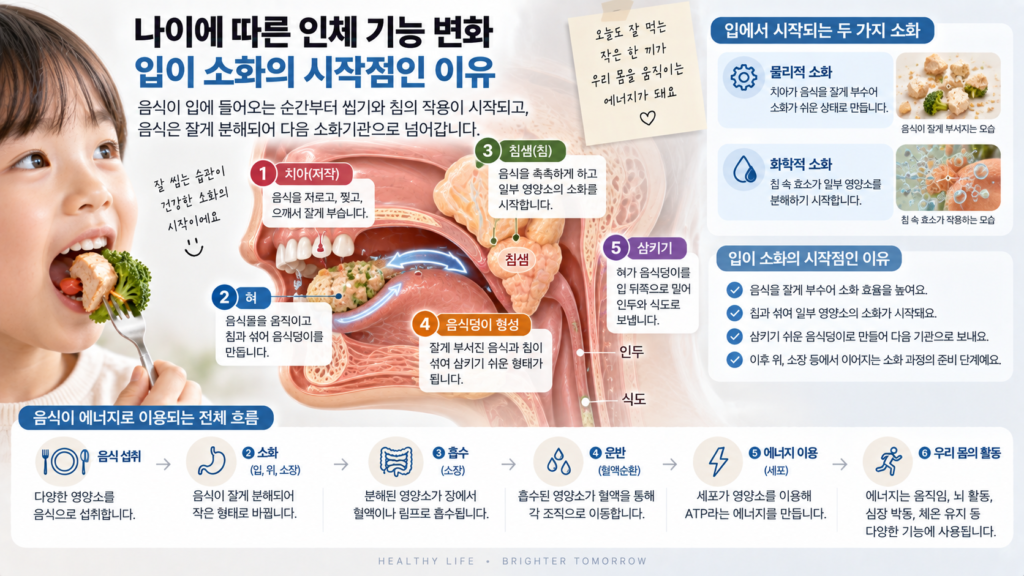 나이에 따른 인체 기능 변화와 함께 치아가 음식을 씹고 침과 섞어 음식덩이를 만든 뒤 식도로 보내며 소화가 시작되는 과정을 보여주는 가로형 교육 이미지