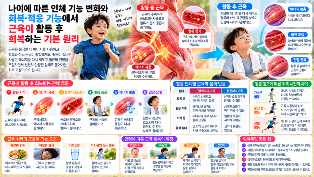 나이에 따른 인체 기능 변화와 함께 활동 중 에너지를 사용한 근육이 휴식하면서 혈류와 산소 요구량을 낮추고 다시 안정된 상태로 돌아오는 과정을 보여주는 가로형 교육 이미지