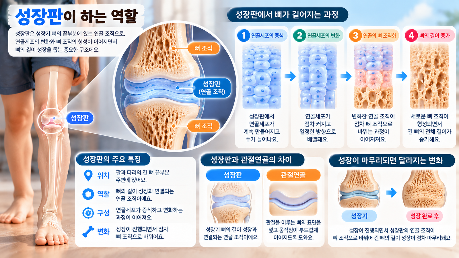 성장기 긴 뼈의 끝부분에 있는 성장판에서 연골 조직이 변화하며 뼈의 길이가 자라는 과정을 보여주는 이미지