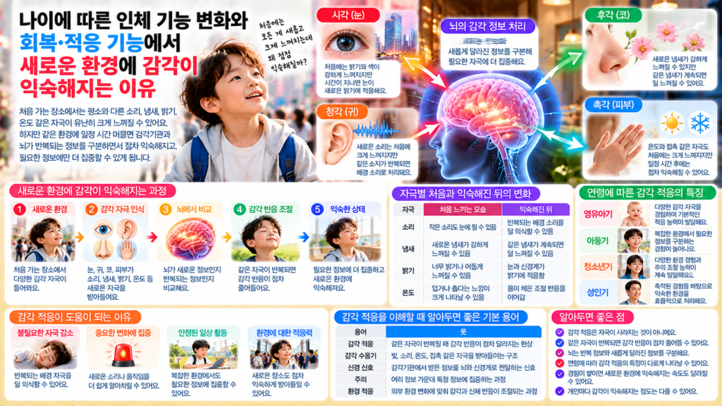 나이에 따른 인체 기능 변화와 함께 새로운 장소에서 소리 냄새 밝기 온도 같은 자극을 처음 강하게 느끼다가 감각기관과 뇌가 반복 자극에 점차 익숙해지는 과정을 보여주는 가로형 교육 이미지