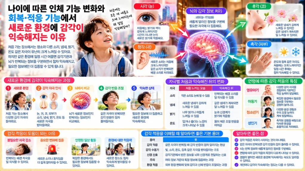 새로운 장소에서 소리 냄새 밝기 온도 같은 자극을 처음 강하게 느끼다가 감각기관과 뇌가 반복되는 자극에 점차 익숙해지는 과정을 보여주는 가로형 교육 이미지