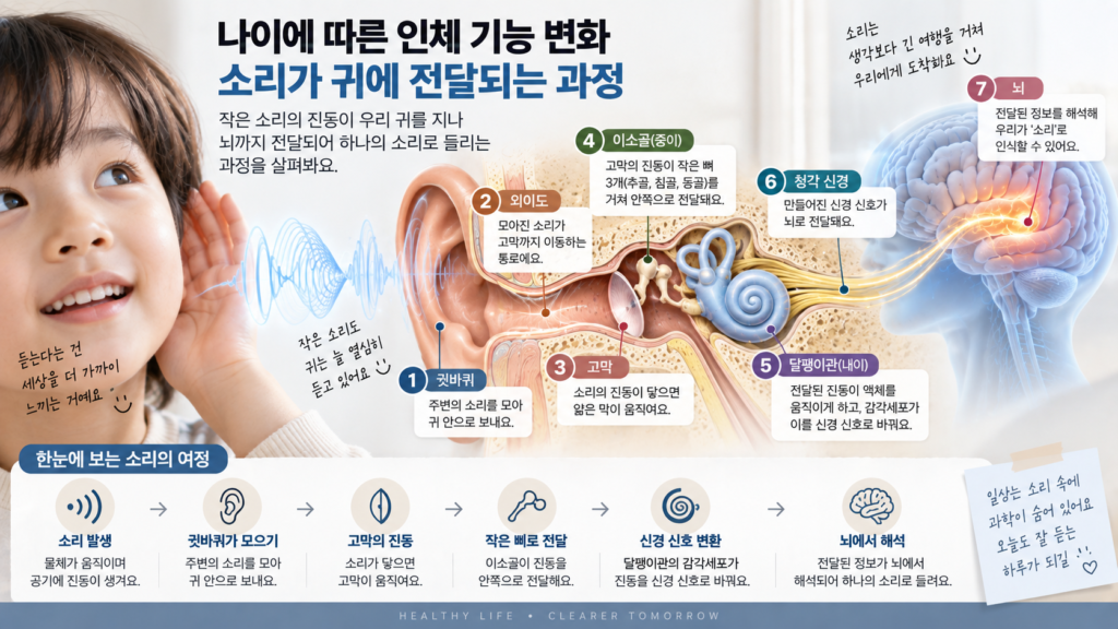 나이에 따른 인체 기능 변화와 함께 소리가 귓바퀴와 고막 중이 달팽이관을 지나 신경 정보로 바뀌어 뇌까지 전달되는 과정을 보여주는 가로형 교육 이미지