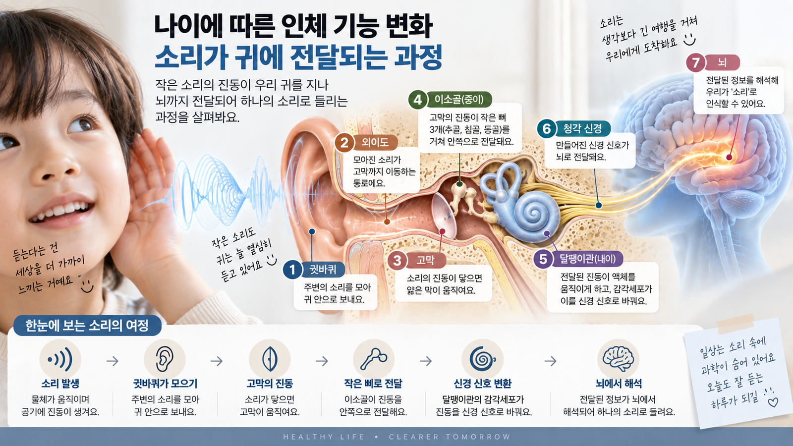 나이에 따른 인체 기능 변화와 함께 소리가 귓바퀴와 고막 중이 달팽이관을 지나 신경 정보로 바뀌어 뇌까지 전달되는 과정을 보여주는 가로형 교육 이미지