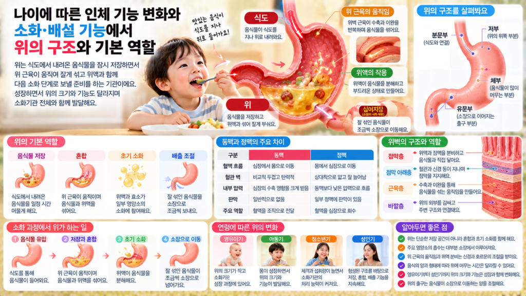나이에 따른 인체 기능 변화와 함께 식도에서 내려온 음식물이 위에 저장되고 위 근육과 위액에 의해 섞인 뒤 소장으로 이동하는 구조와 역할을 보여주는 가로형 교육 이미지