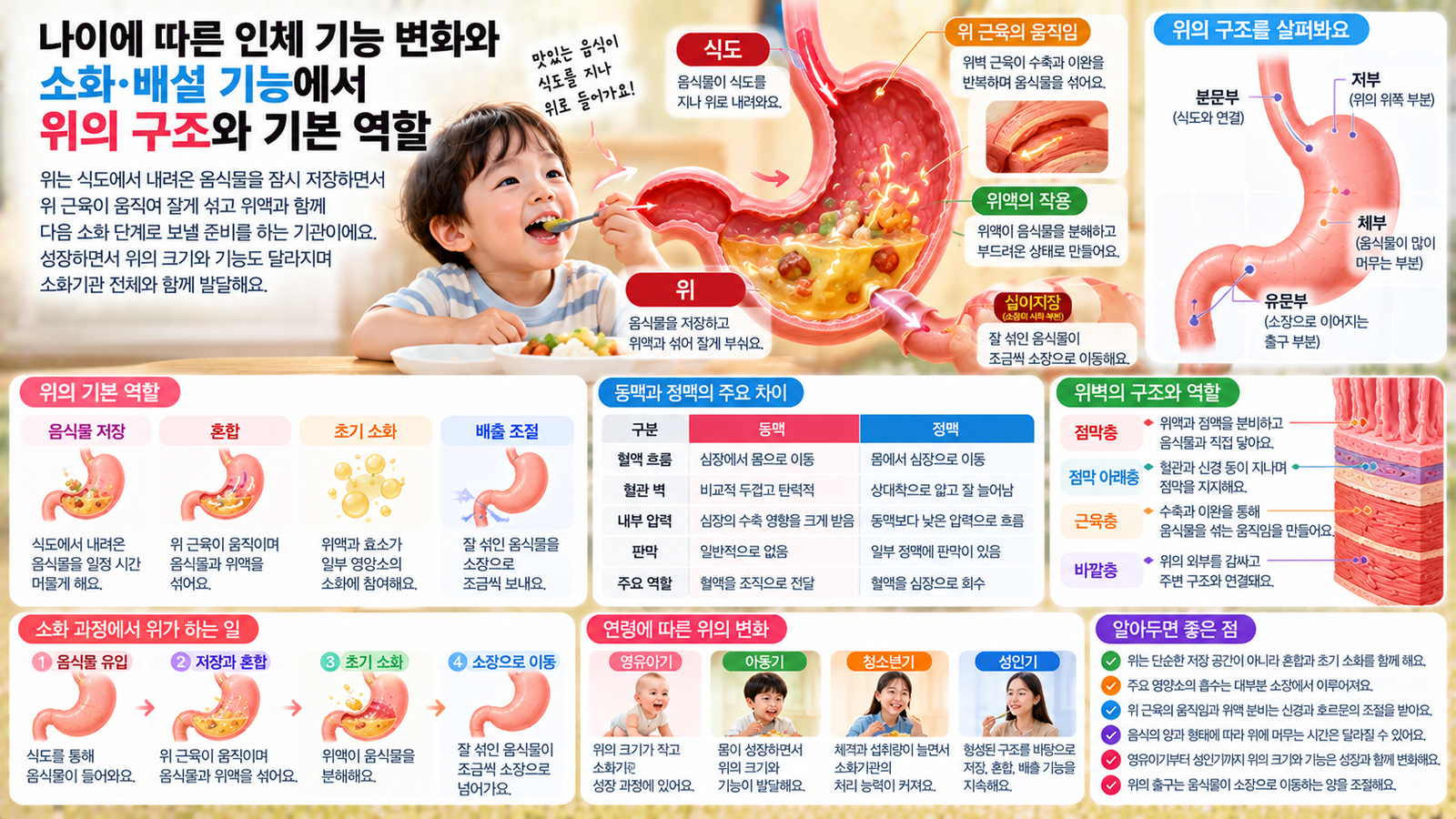 나이에 따른 인체 기능 변화와 함께 식도에서 내려온 음식물이 위에 저장되고 위 근육과 위액에 의해 섞인 뒤 소장으로 이동하는 구조와 역할을 보여주는 가로형 교육 이미지