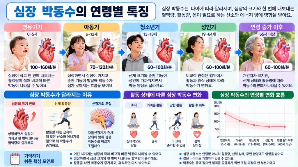 영유아기 아동기 청소년기 성인기로 성장하면서 심장 크기와 한 번에 내보내는 혈액량이 달라지고 안정 시 심장 박동수의 특징도 변화하는 모습을 비교한 가로형 교육 이미지