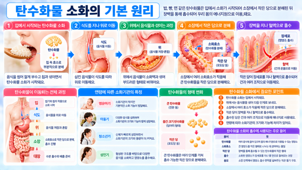 밥 빵 면 같은 탄수화물 음식이 입에서 침과 섞이고 소장에서 소화효소에 의해 작은 당으로 분해된 뒤 장벽을 지나 혈액으로 흡수되는 과정을 보여주는 가로형 교육 이미지