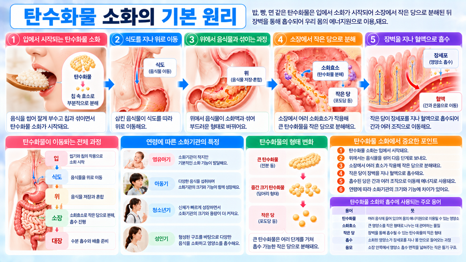 밥 빵 면 같은 탄수화물 음식이 입에서 침과 섞이고 소장에서 소화효소에 의해 작은 당으로 분해된 뒤 장벽을 지나 혈액으로 흡수되는 과정을 보여주는 가로형 교육 이미지