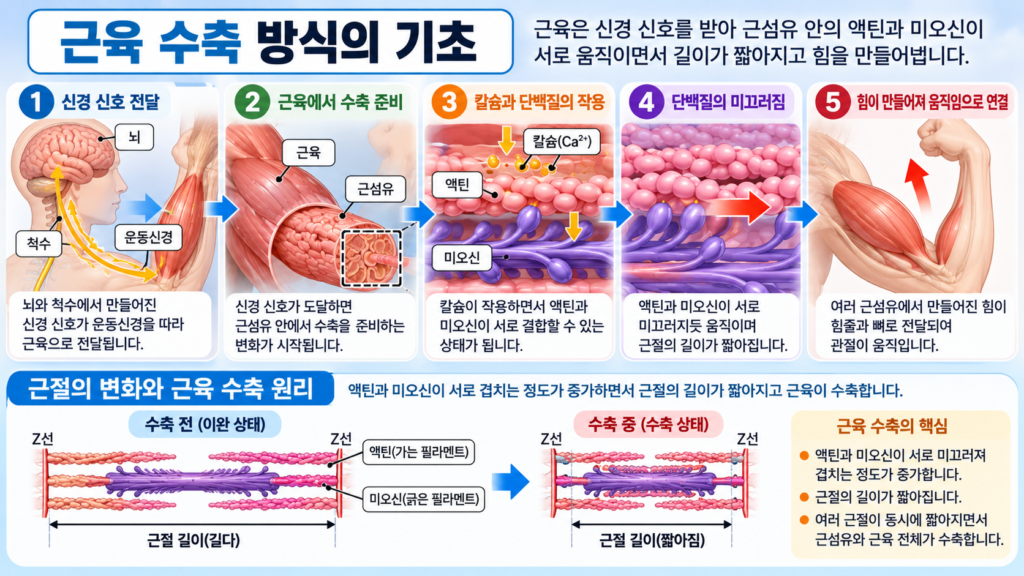 근섬유 안의 액틴과 미오신이 서로 미끄러지며 근절의 길이가 짧아지고 근육에서 힘이 만들어지는 과정을 보여주는 가로형 교육 이미지