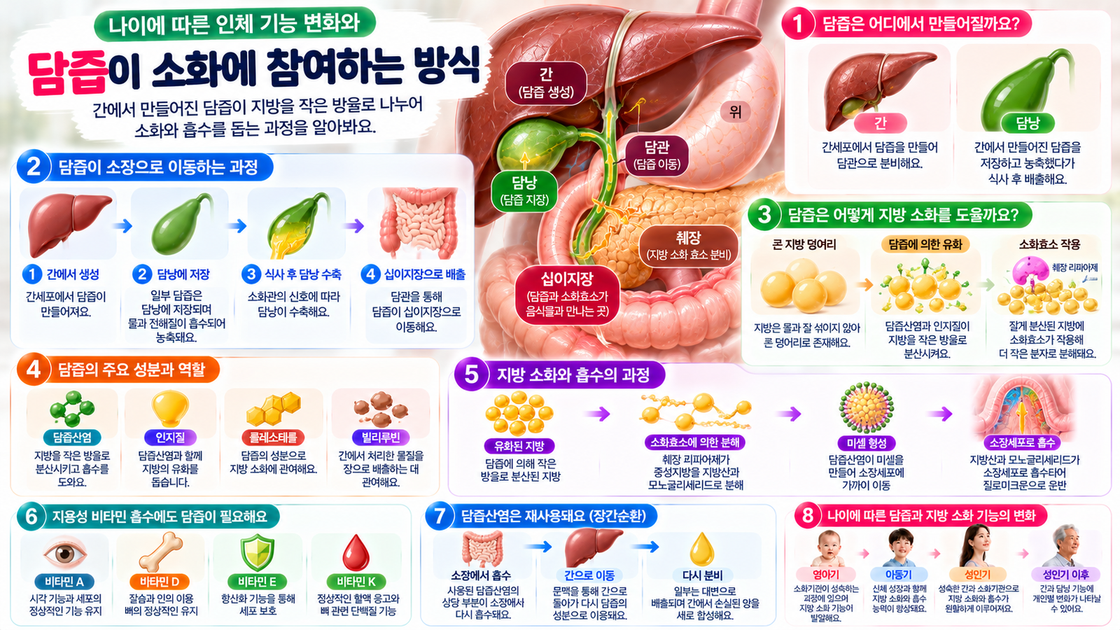 간과 담낭, 담관, 십이지장의 구조를 중심으로 담즙의 생성과 이동, 지방 유화, 소화효소의 작용, 지방 흡수 및 담즙산염의 재사용 과정을 설명한 인포그래픽