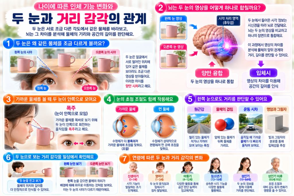 왼쪽 눈과 오른쪽 눈이 서로 다른 각도에서 물체를 바라보고 뇌가 두 영상을 통합해 거리와 깊이를 인식하는 과정, 폭주와 초점 조절, 연령별 거리 감각의 변화를 설명한 인포그래픽