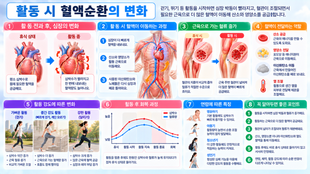 걷기와 달리기 같은 활동을 할 때 심장 박동과 혈류가 증가하고 활동하는 근육의 혈관이 넓어지면서 산소와 영양소가 더 많이 전달되는 과정을 보여주는 가로형 교육 이미지