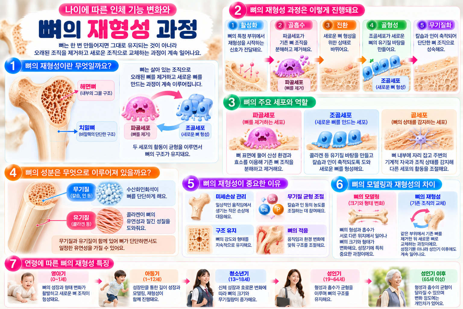 파골세포가 오래된 뼈 조직을 제거하고 조골세포가 새로운 뼈를 형성하는 재형성 과정과 골세포의 역할, 뼈의 구조 및 연령별 변화를 설명한 인포그래픽