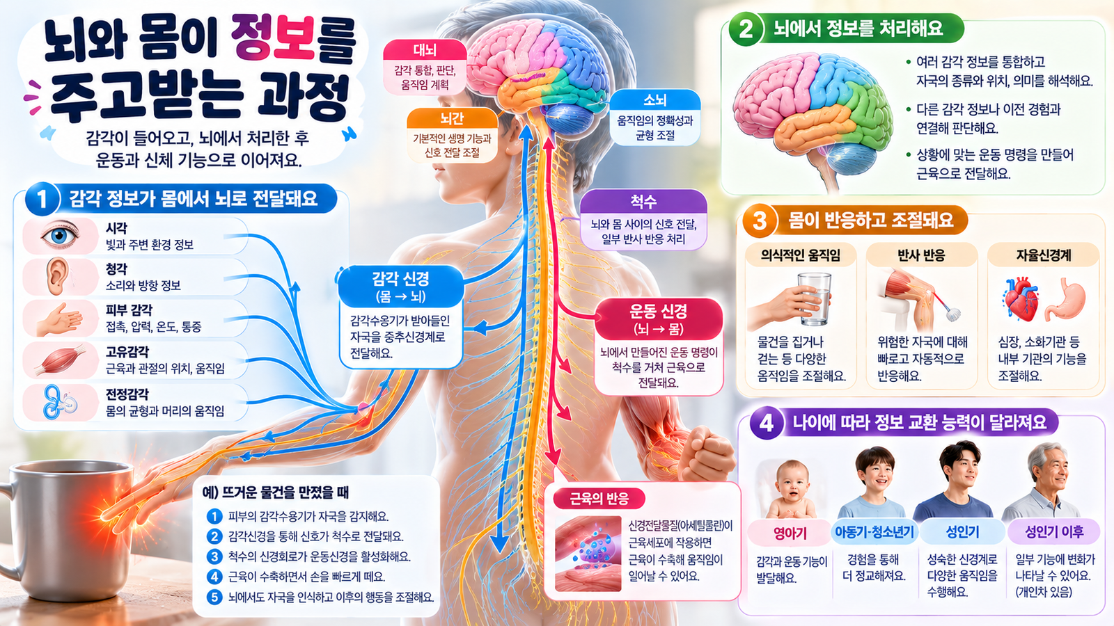 뇌와 척수, 말초신경을 중심으로 감각 정보가 몸에서 뇌로 전달되고 운동 명령이 다시 근육으로 전달되는 과정을 파란색과 빨간색 화살표로 설명한 인포그래픽
