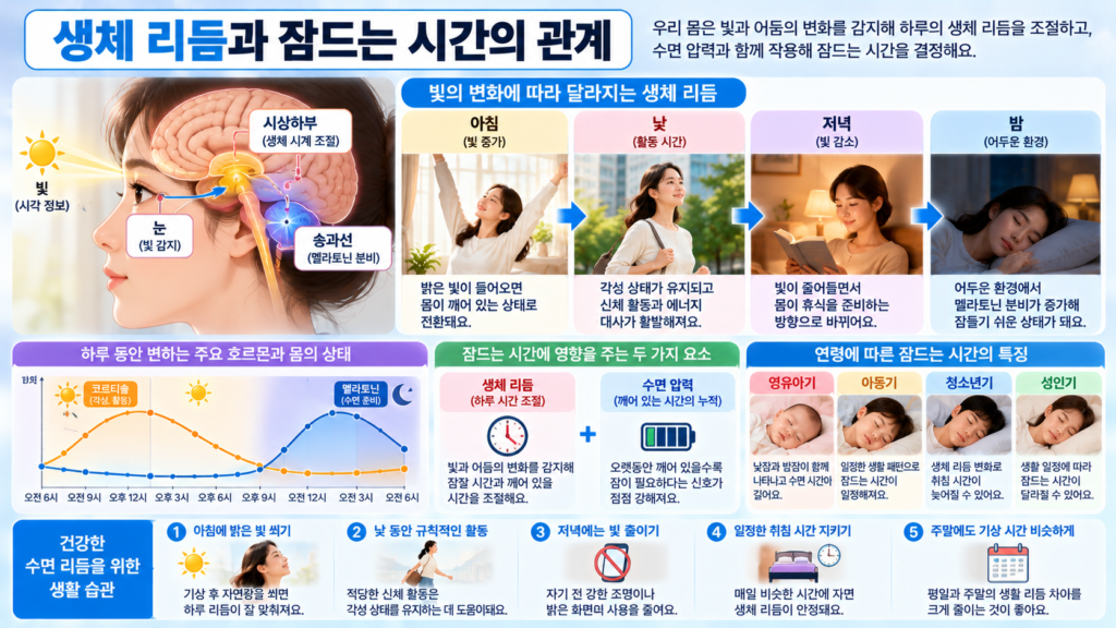 아침 낮 저녁 밤으로 빛의 양이 달라지면서 생체 리듬과 수면 압력이 함께 변화해 밤에 잠드는 시간이 형성되는 흐름을 보여주는 가로형 교육 이미지