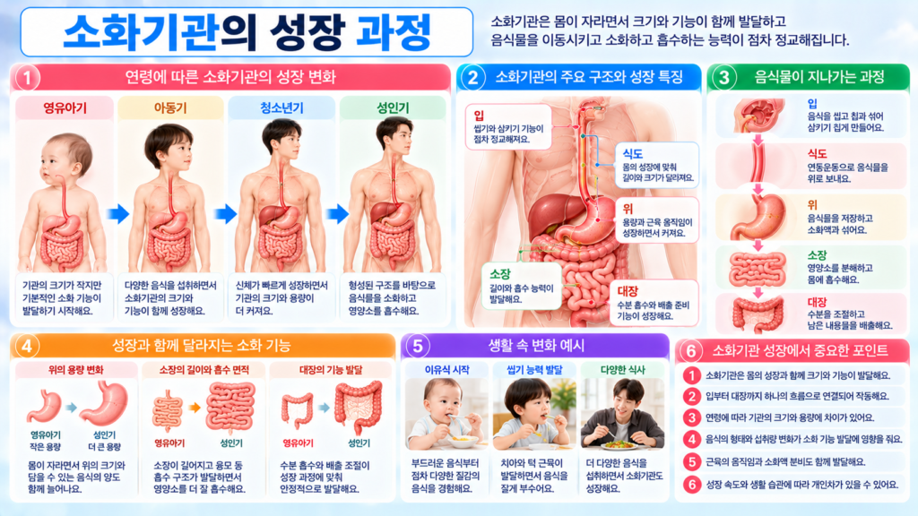 영유아기 아동기 청소년기 성인기로 성장하면서 입 식도 위 소장 대장 등 소화기관의 크기와 음식물 이동 소화 흡수 기능이 함께 발달하는 과정을 보여주는 가로형 교육 이미지