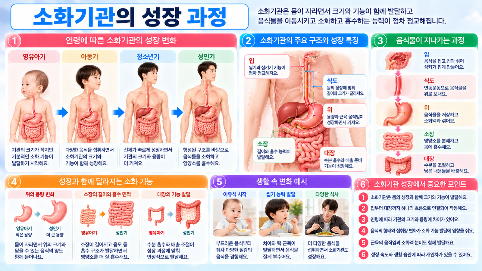 영유아기 아동기 청소년기 성인기로 성장하면서 입 식도 위 소장 대장 등 소화기관의 크기와 음식물 이동 소화 흡수 기능이 함께 발달하는 과정을 보여주는 가로형 교육 이미지