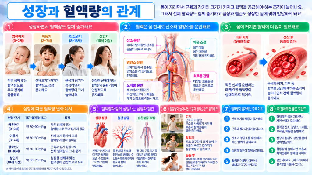 영유아기 아동기 청소년기 성인기로 성장하면서 신체 크기와 근육 장기의 양이 늘고 심장과 혈관이 함께 발달해 전체 혈액량과 순환 범위가 달라지는 과정을 보여주는 가로형 교육 이미지