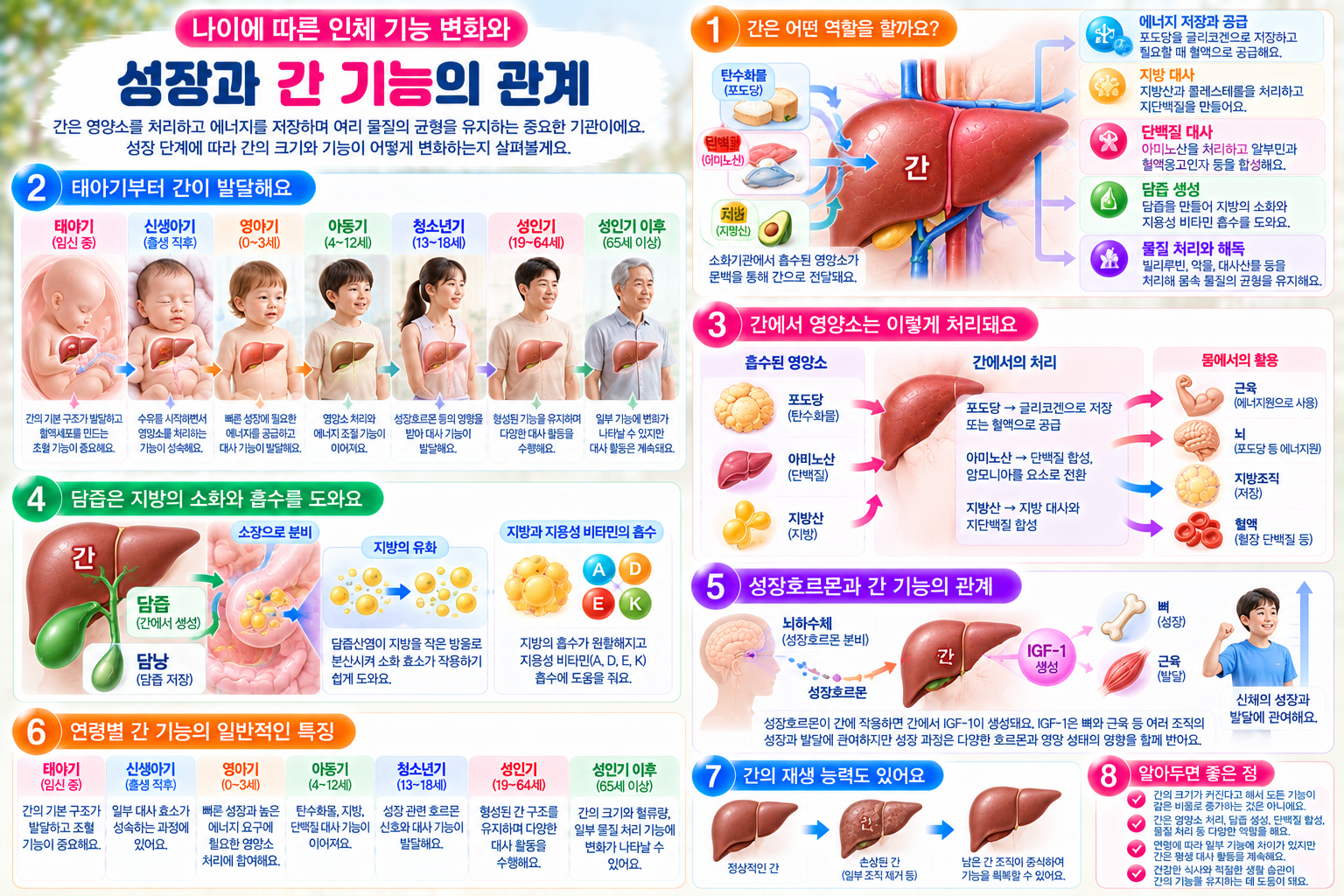태아기부터 영아기, 아동기, 청소년기, 성인기와 노년기까지 간의 발달과 기능 변화, 영양소 대사, 에너지 저장, 담즙 생성, 성장호르몬과 IGF-1의 관계 및 간의 재생 능력을 설명한 인포그래픽