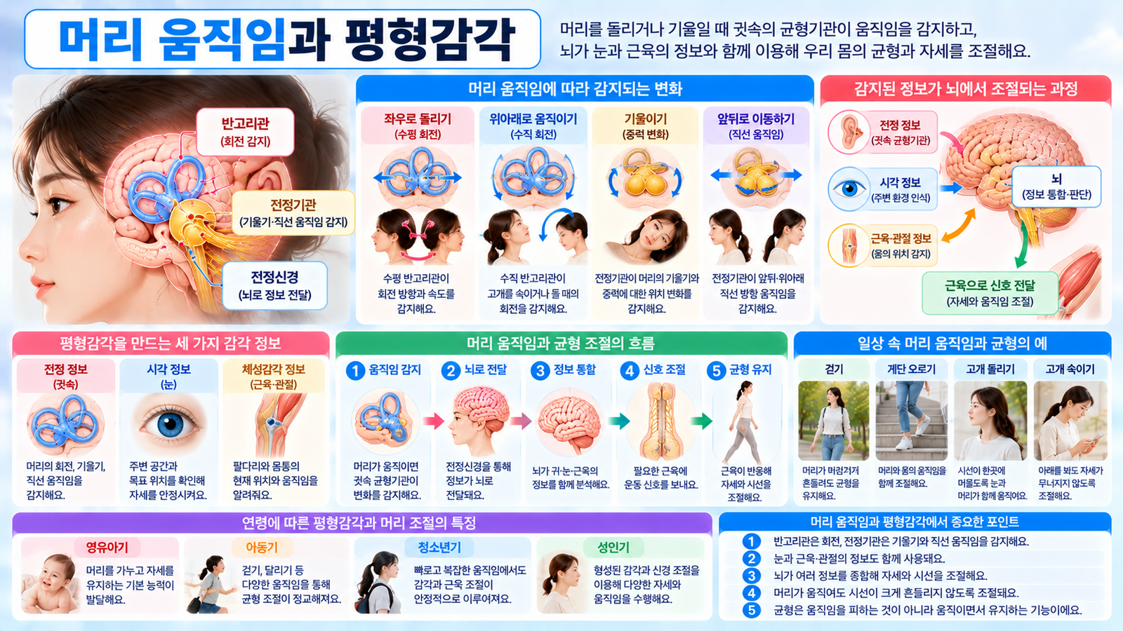 머리를 돌리거나 기울일 때 귓속 반고리관과 전정기관이 움직임을 감지하고 전정신경을 통해 뇌로 전달한 뒤 눈과 몸통 근육이 자세와 시선을 조절하는 과정을 보여주는 가로형 교육 이미지
