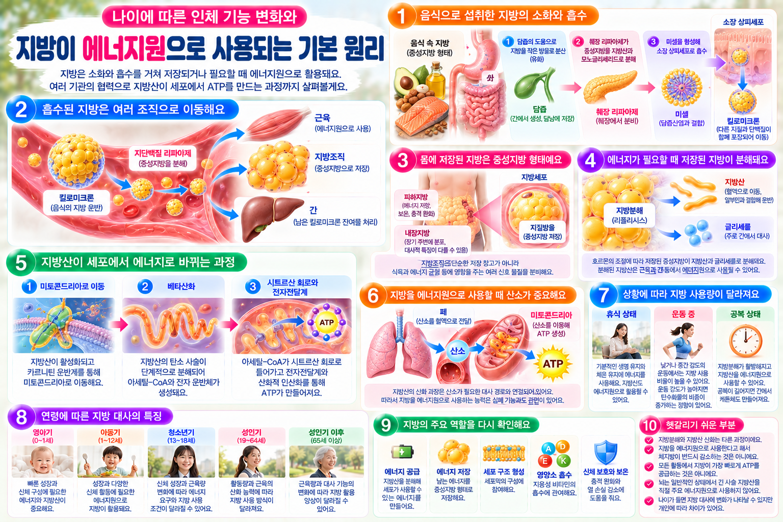 음식으로 섭취한 지방의 소화와 흡수, 지방조직의 중성지방 저장, 지방분해와 지방산 운반, 미토콘드리아의 베타산화 및 ATP 생성 과정과 연령별 지방 대사 특징을 설명한 인포그래픽