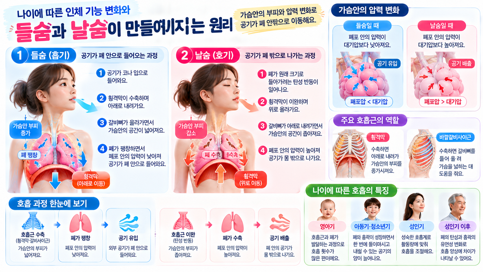 들숨과 날숨에서 횡격막의 움직임과 가슴안의 부피 변화, 공기가 이동하는 방향을 비교한 호흡 원리 이미지