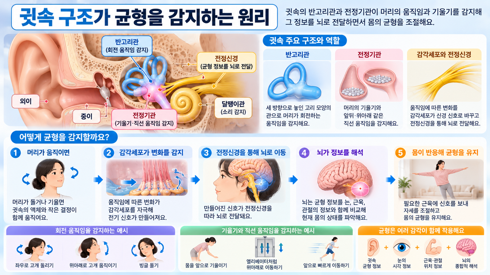 귓속의 반고리관과 전정기관이 머리의 회전과 기울기 직선 움직임을 감지하고 전정신경을 통해 균형 정보를 뇌로 전달하는 과정을 보여주는 가로형 교육 이미지