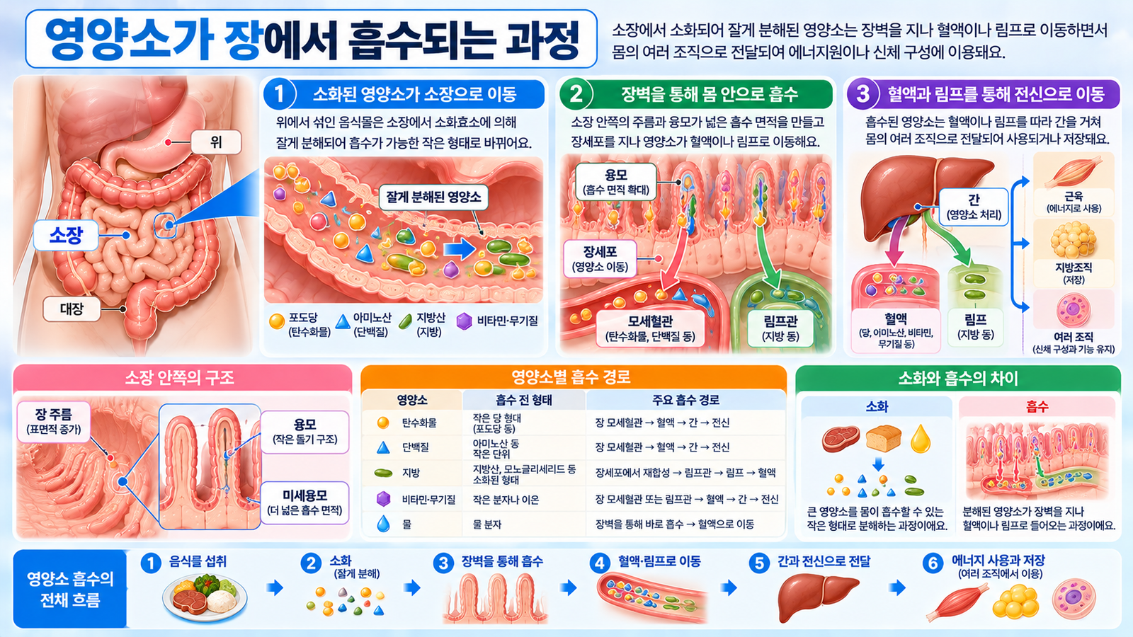 소장 안쪽의 융모와 장세포를 통해 탄수화물과 단백질 성분은 모세혈관으로 이동하고 일부 지방 성분은 림프관으로 흡수되는 과정을 보여주는 가로형 교육 이미지