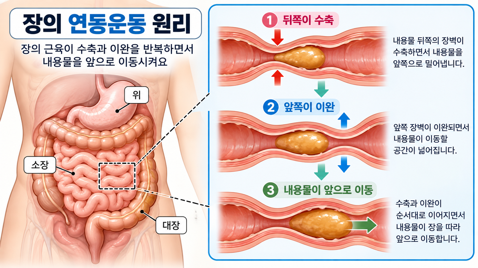 장벽 근육이 뒤쪽에서는 수축하고 앞쪽에서는 이완하면서 장 안의 내용물을 조금씩 앞으로 이동시키는 연동운동 과정을 보여주는 가로형 교육 이미지