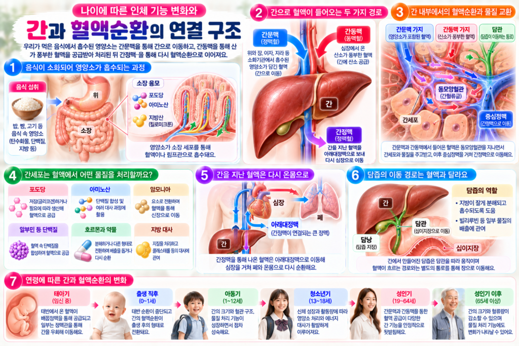 소화기관에서 간문맥을 통해 간으로 이동하는 혈액과 간동맥의 산소 공급, 간 내부 동모양혈관의 물질 교환, 간정맥을 통한 혈액 배출 과정을 나타낸 인포그래픽