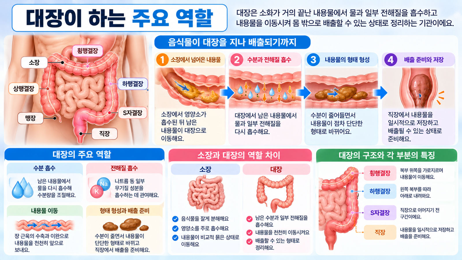 소장에서 남은 내용물이 대장으로 이동한 뒤 수분과 일부 전해질이 흡수되고 내용물이 점차 형태를 갖추어 직장으로 이동하는 과정을 보여주는 가로형 교육 이미지